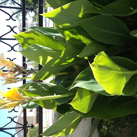 Ena Apartman Biograd na Moru